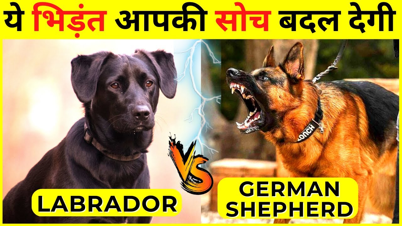 Labrador VS German Shepherd in Hindi | Which One is Best For You as Pet | Dog Fight Who Would Win