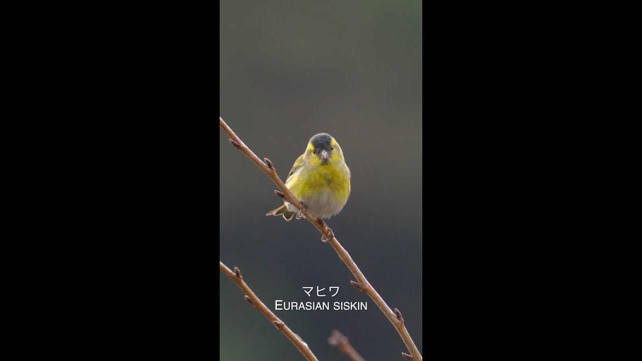 マヒワ Eurasian siskin