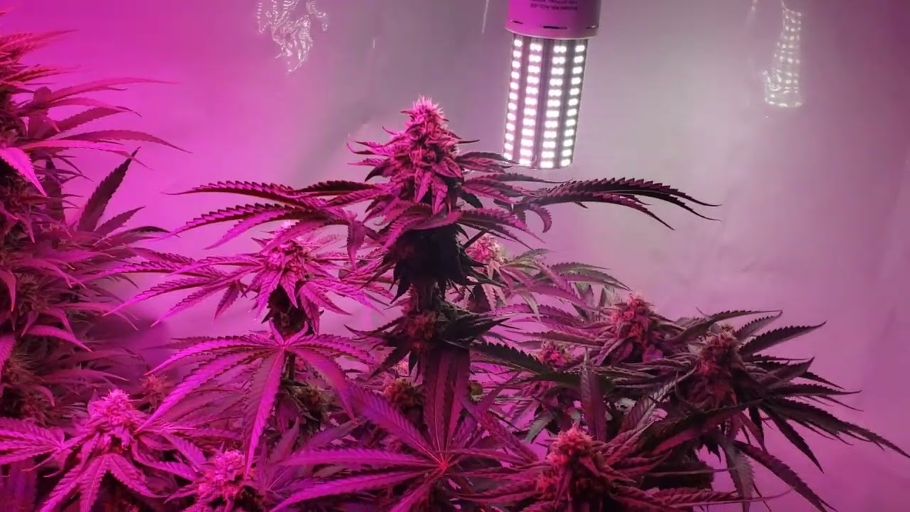 Looking GOOD folks! | Week 5 Flower | CGS QU3
