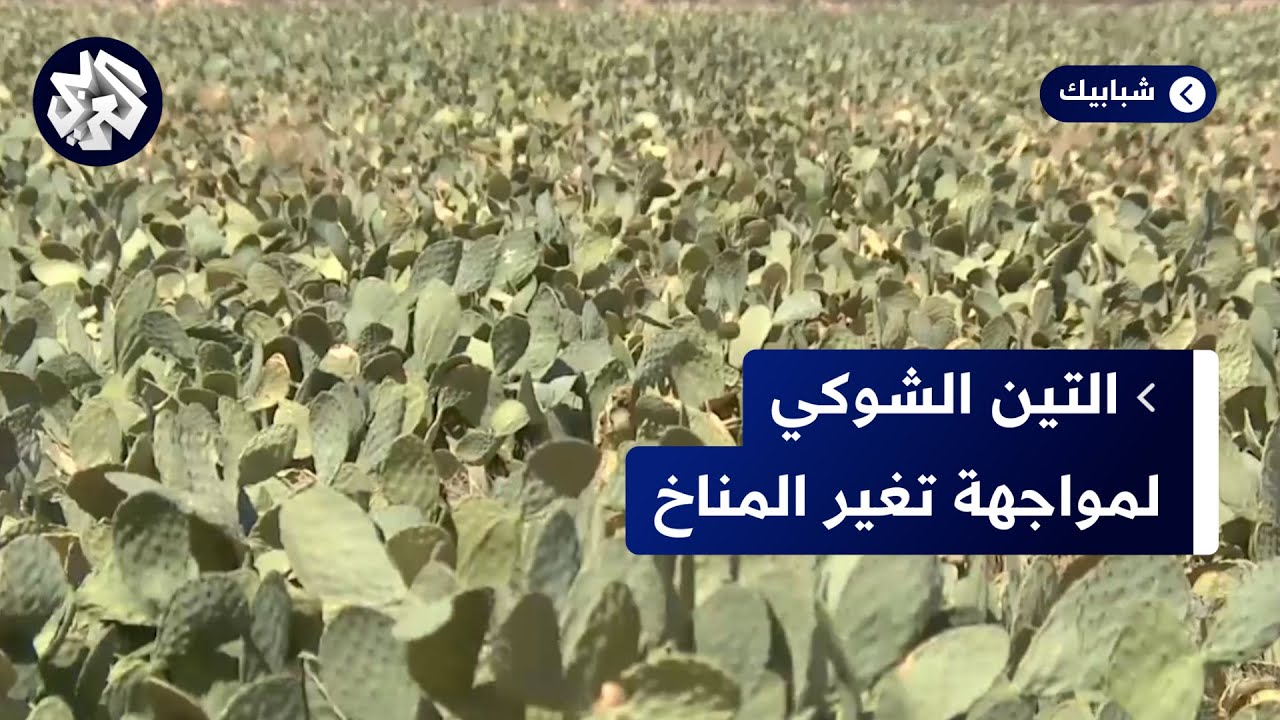 تونس.. زراعة التين الشوكي الأملس لمواجهة تغير المناخ ومقاومة الجفاف