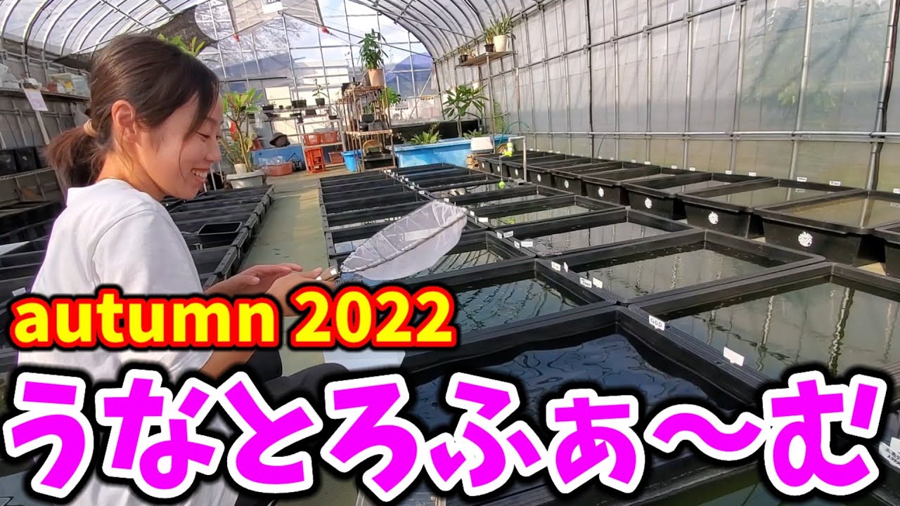 2022年秋‼️めだか専門店うなとろふぁ～むを訪問❗鍛冶屋めだかが2年ぶりに登場❗白斑サファイア.カエル.小江戸錦.安らぎAQUAちゃんねる