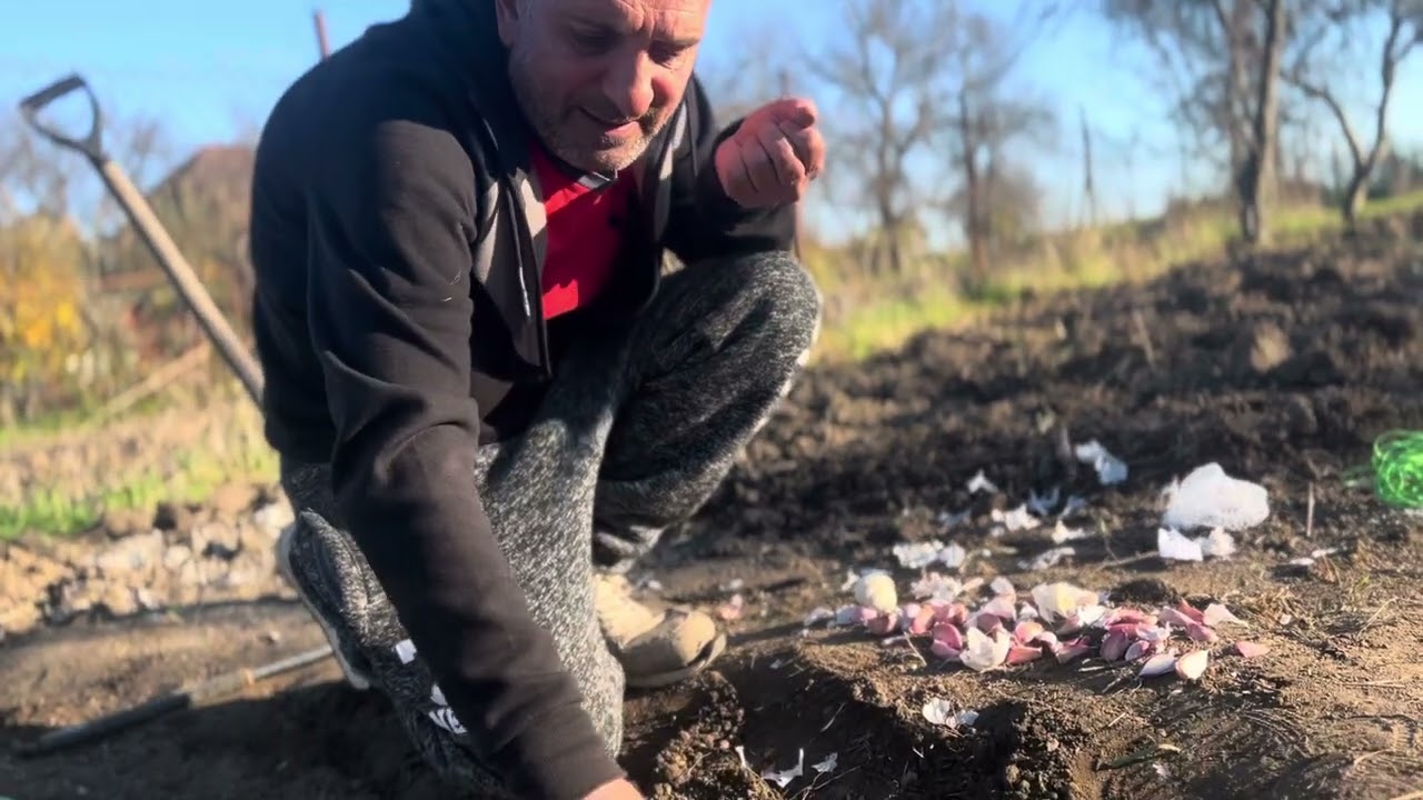 Sadenie jesenného cesnaku!