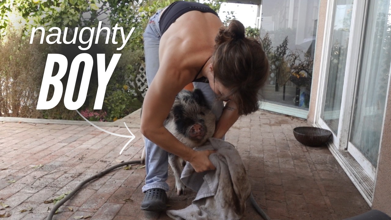 Day in the Life of a House Pig