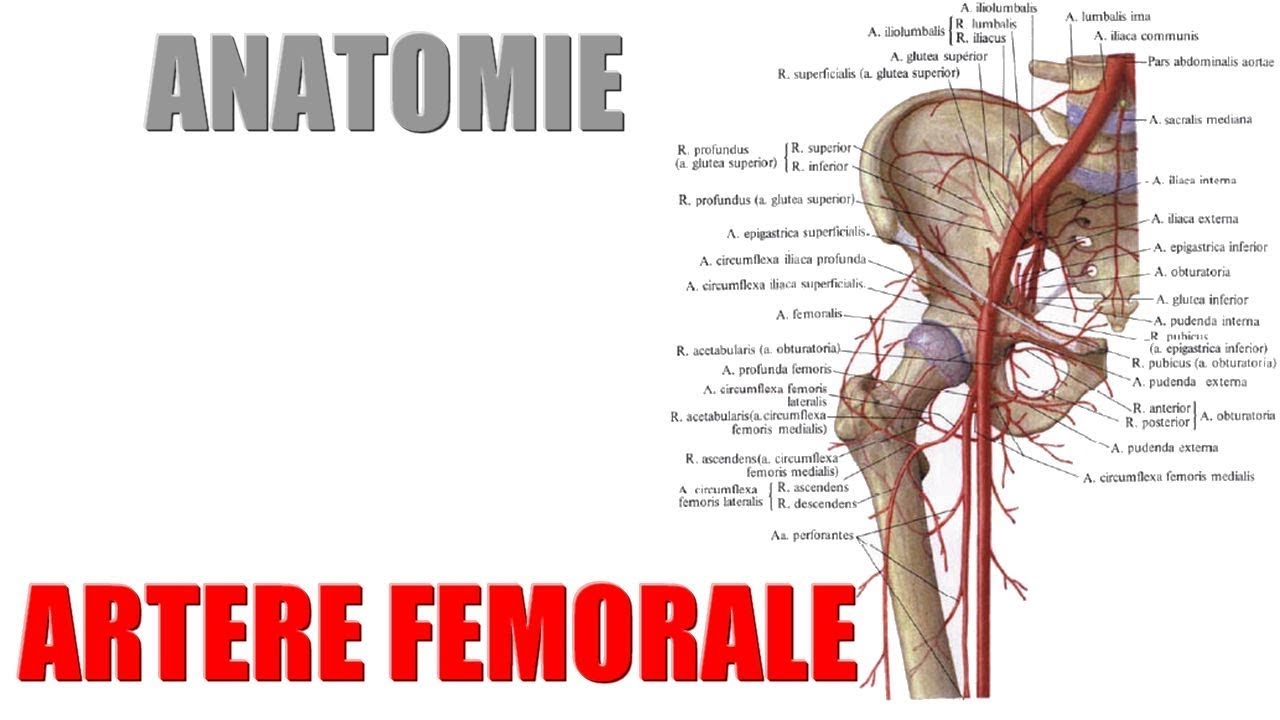 ANATOMIE - Vaisseaux du membre inférieur : 1) Artère fémorale