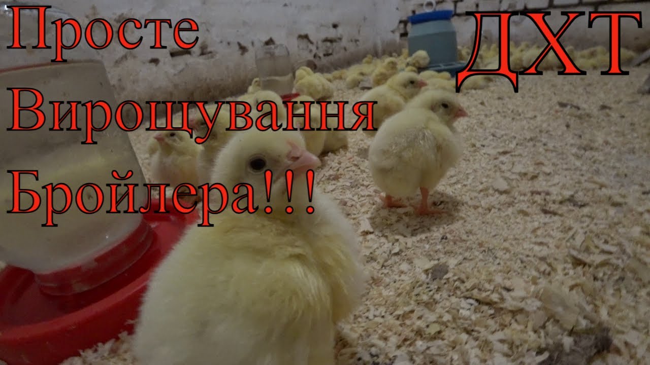 Партія Змінюється А Схема Вирощення ОДНА!!! Утримання бройлера в домашніх умовах...