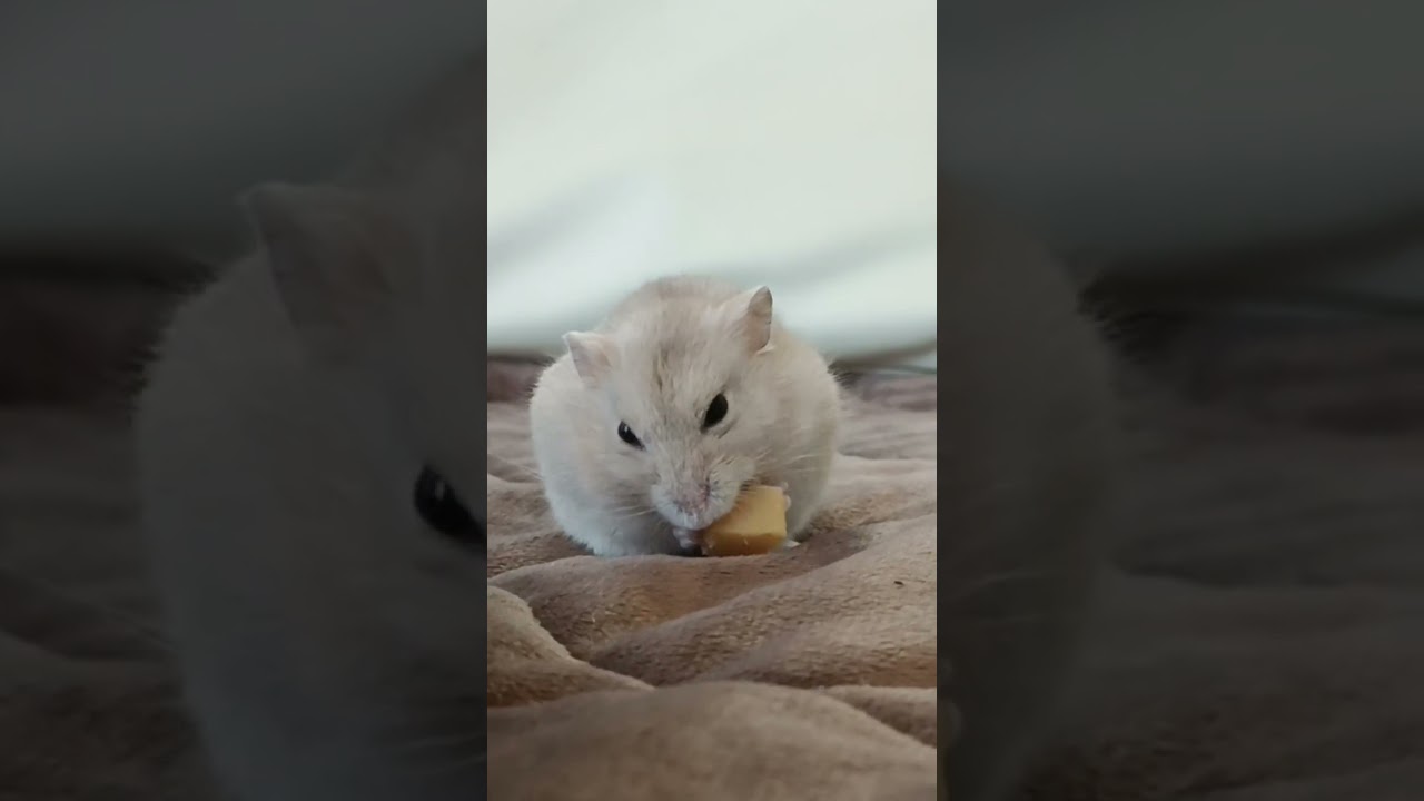 ねむそうなななちゃん🐹😴