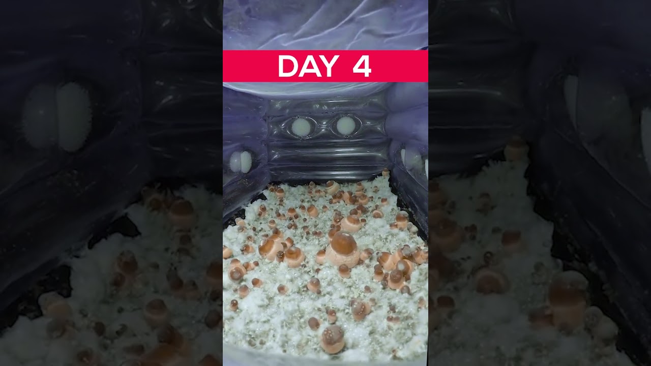 7 Days in 7 Seconds Growing Mushroom Timelapse #Timelapse