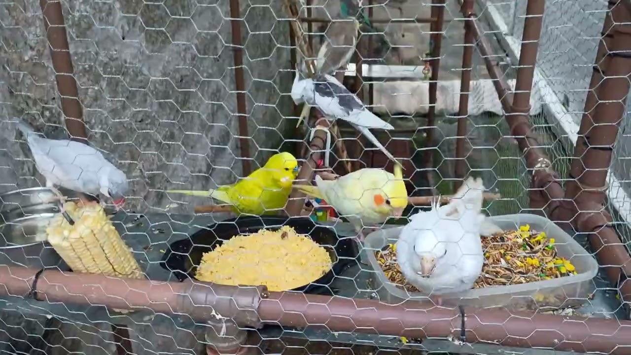 Devemos cuidar com muito amor,carinho e atenção dos nossos bichinhos.