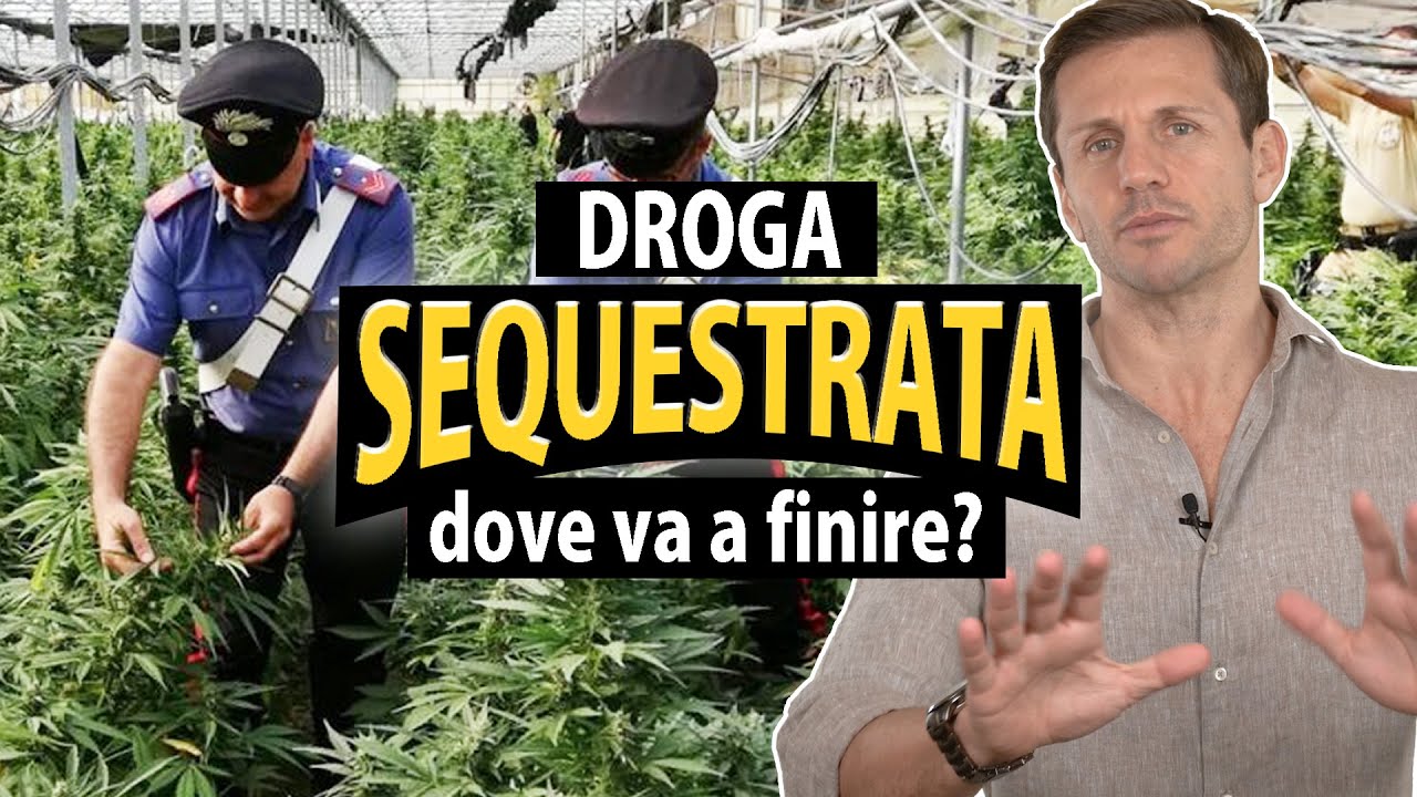 Cosa fa la polizia con la droga sequestrata? | avv. Angelo Greco