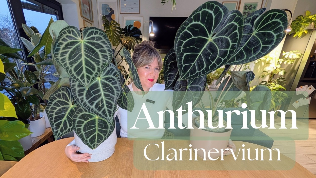 🌿Anthurium Clarinervium🌿 Care Guide - This REALLY works!