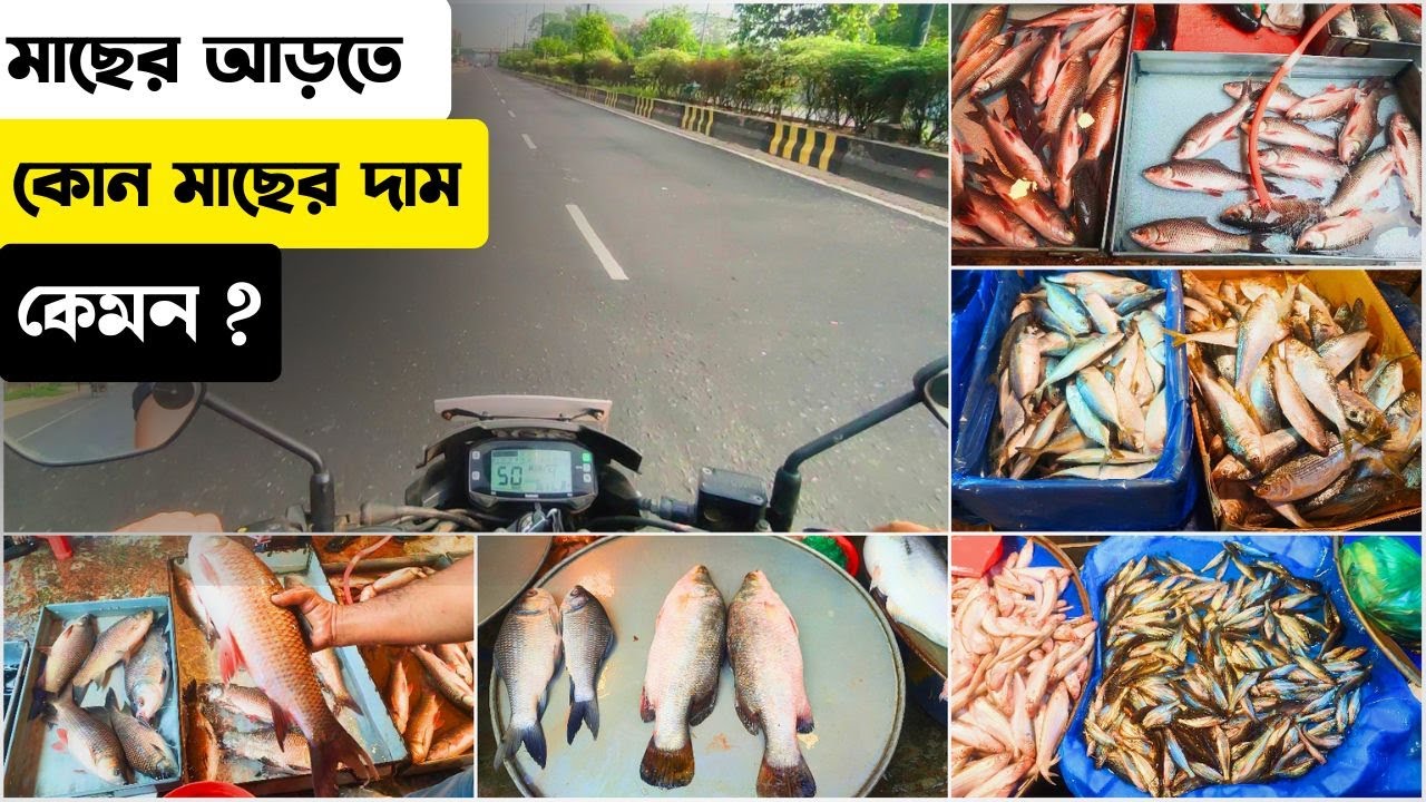 আড়ত থেকে কি কি মাছ কিনলাম | কোন মাছের দাম কেমন | Fish market in Bangladesh