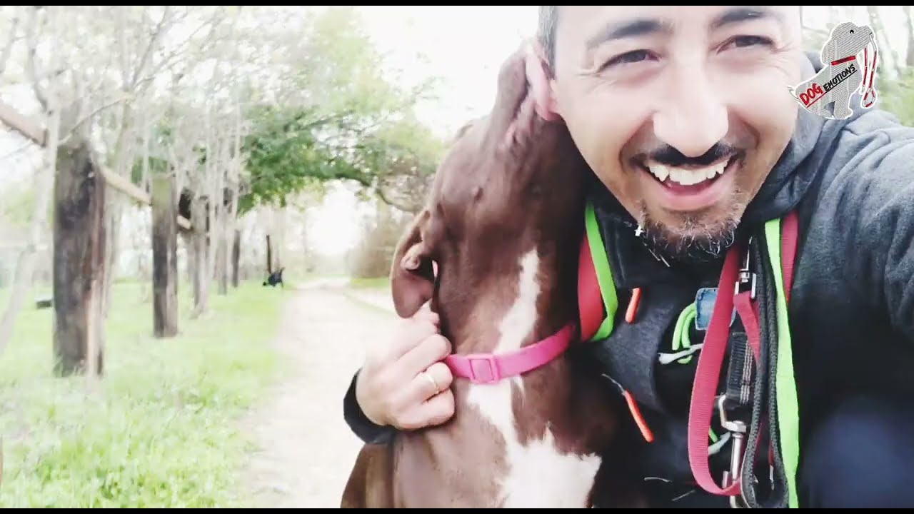 Il cane reattivo, 3 consigli per evitare....