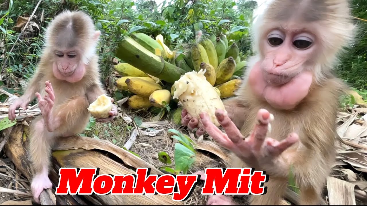 Monkey Mit is satisfied with his new family compared to his old family with Monkey Kaka