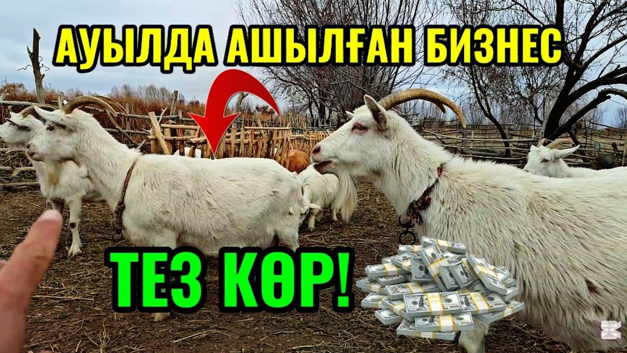 1-Феврал қорадағы кутилмеген жаңалық! Ауылда таза бизнес басладым тамаша етемиз