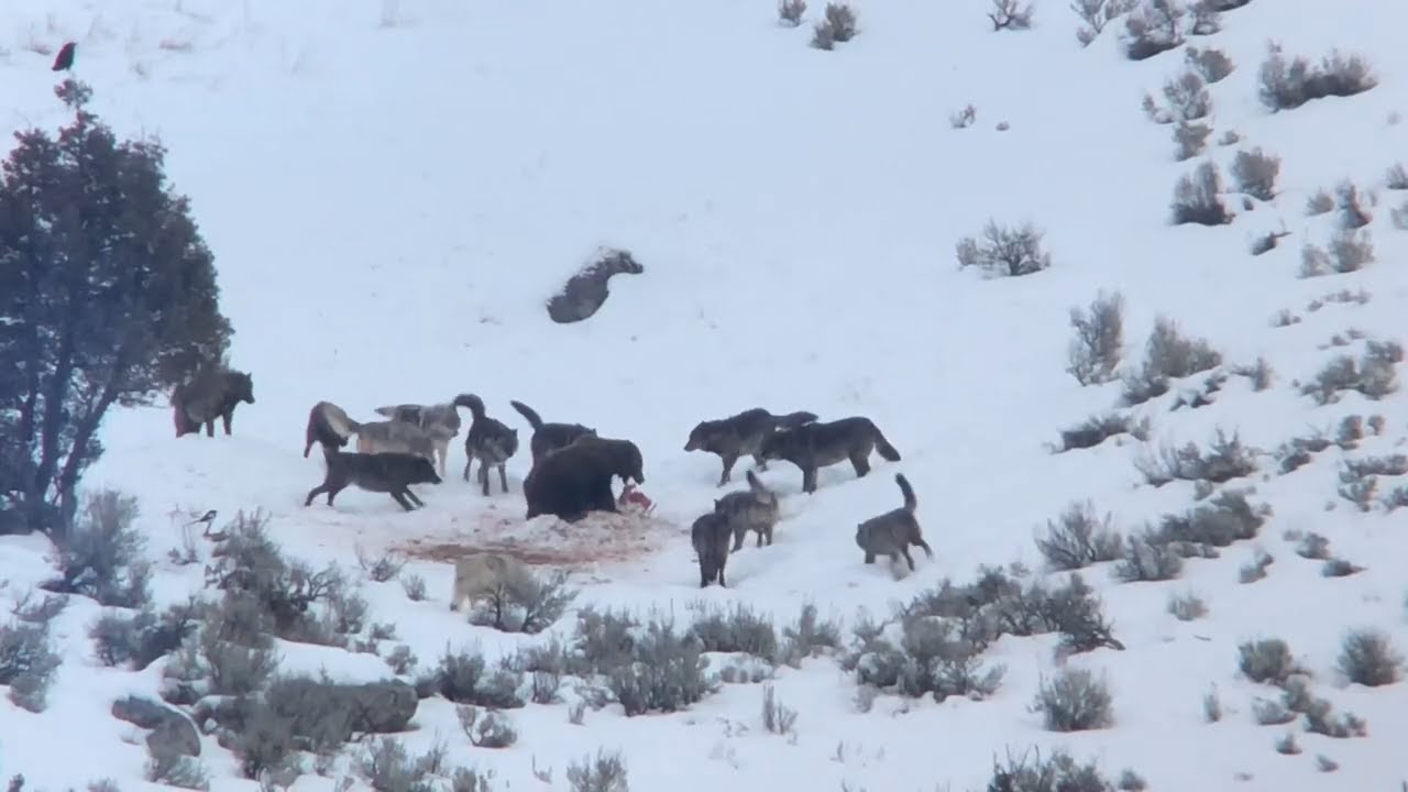 Junction Butte Wolf Pack Surrounds Grizzly Bear in Yellowstone National Park (December 29, 2019)