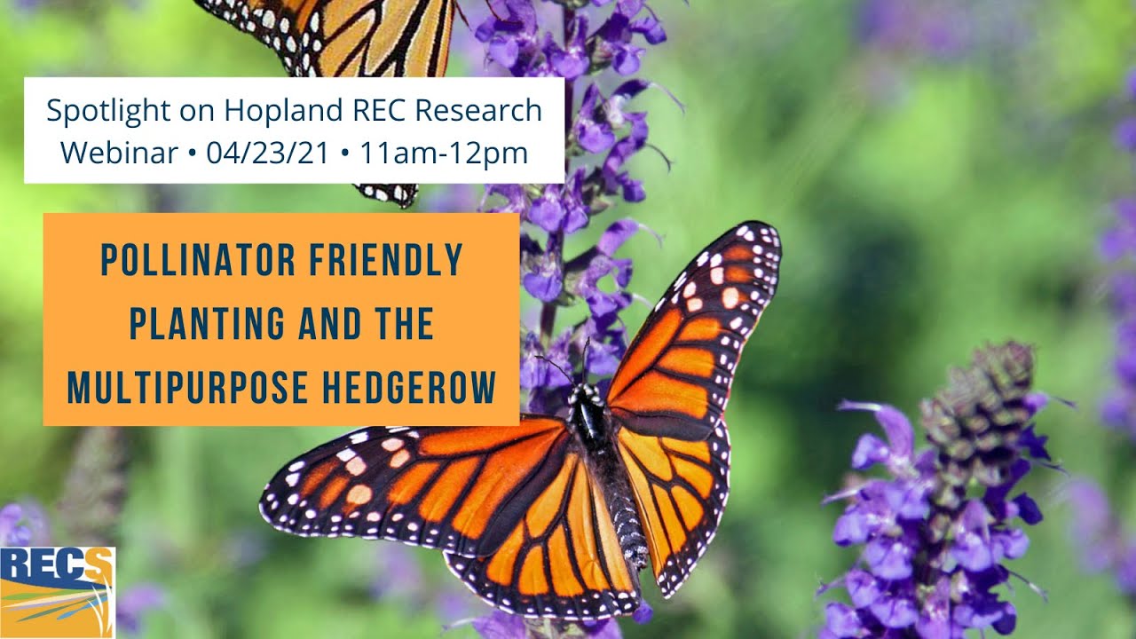 Spotlight on Research: Pollinator Friendly Planting and the Multipurpose Hedgerow