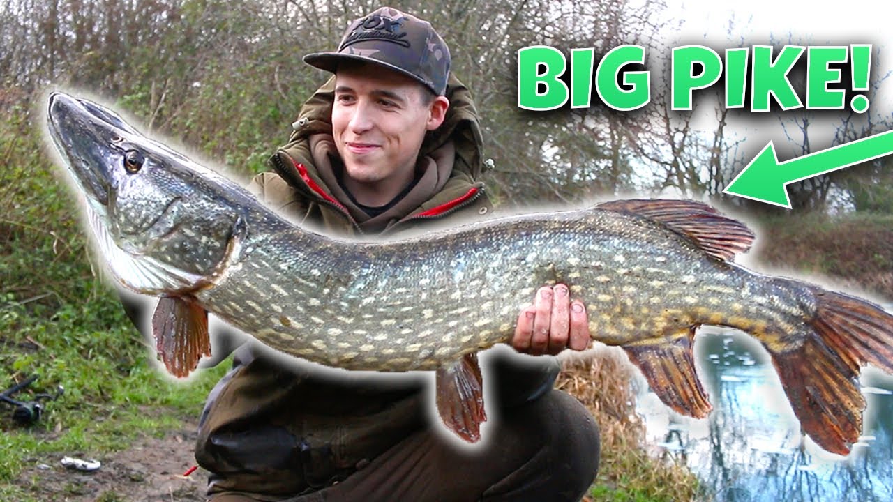 Catching Legendary Pike On The Great Ouse River (HUGE FISH)