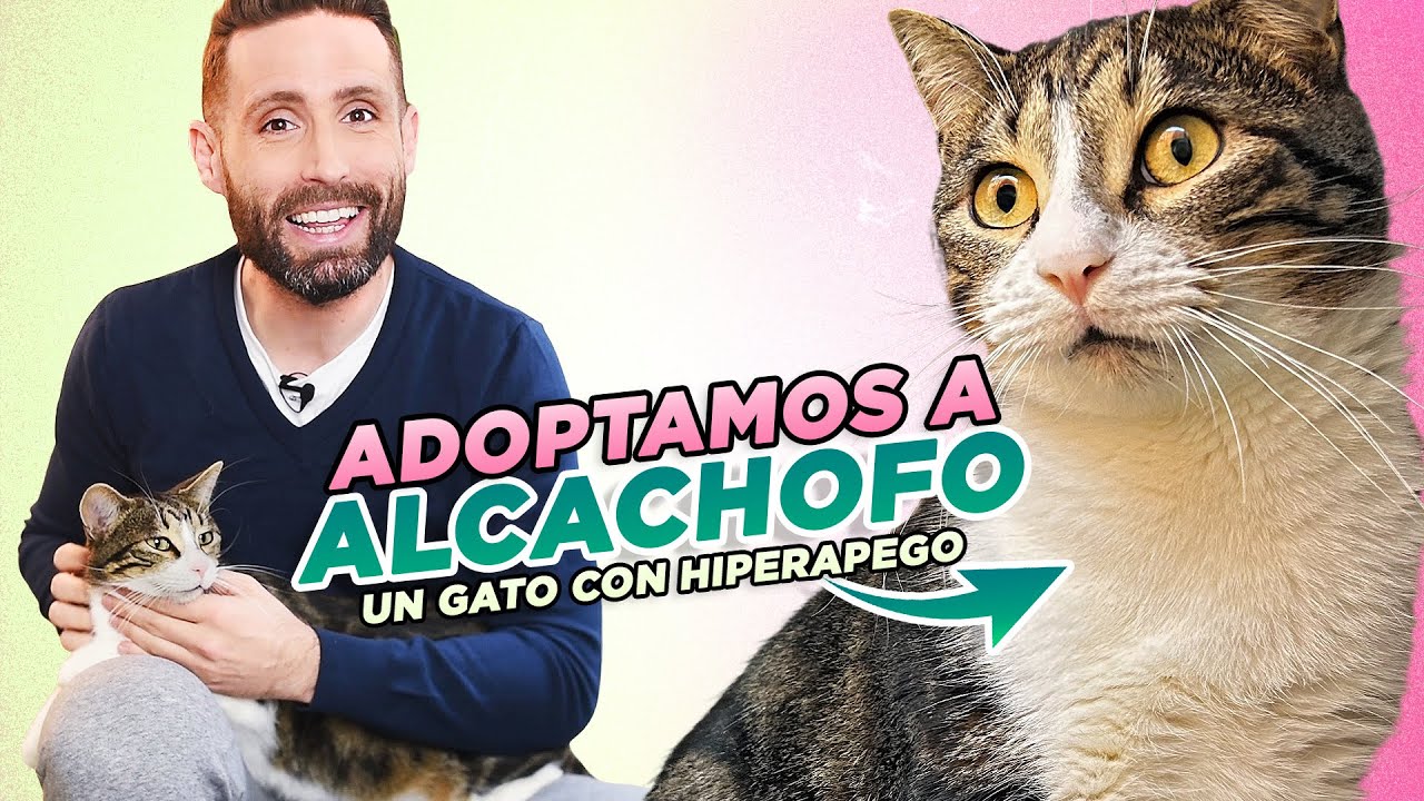 Te presento a mi GATO ALCACHOFO🐯 y te cuento sus PROBLEMAS DE HIPERAPEGO💔| ¿Por qué no adopté antes?