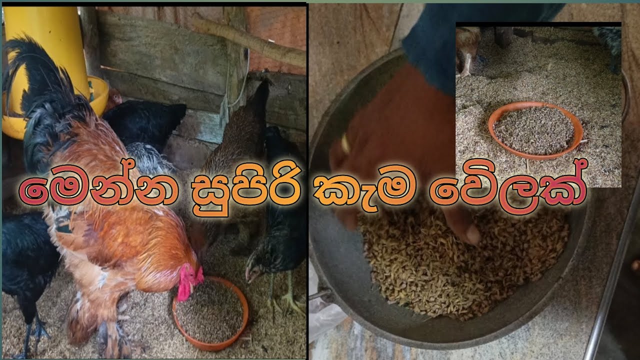 මෙන්න සුපිරි කැම වෙිලක්😀👌