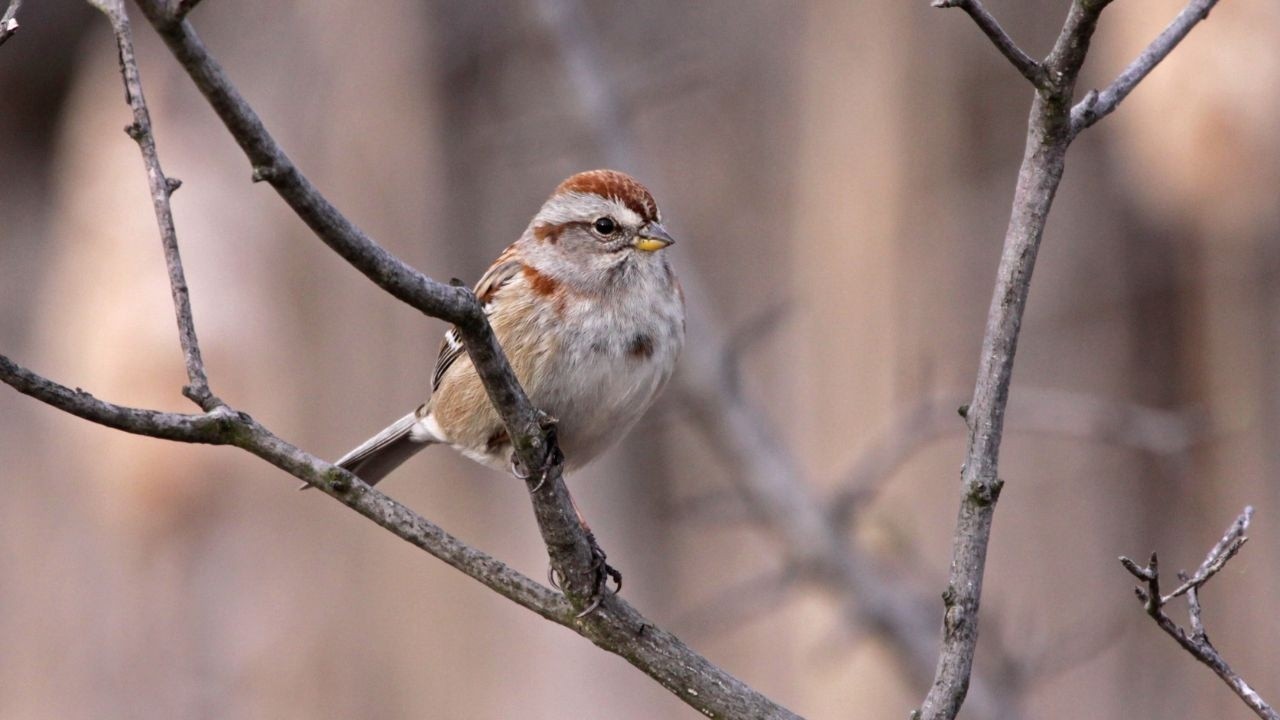 American Tree Sparrow &ndash; The Winter Bird You Need to See!