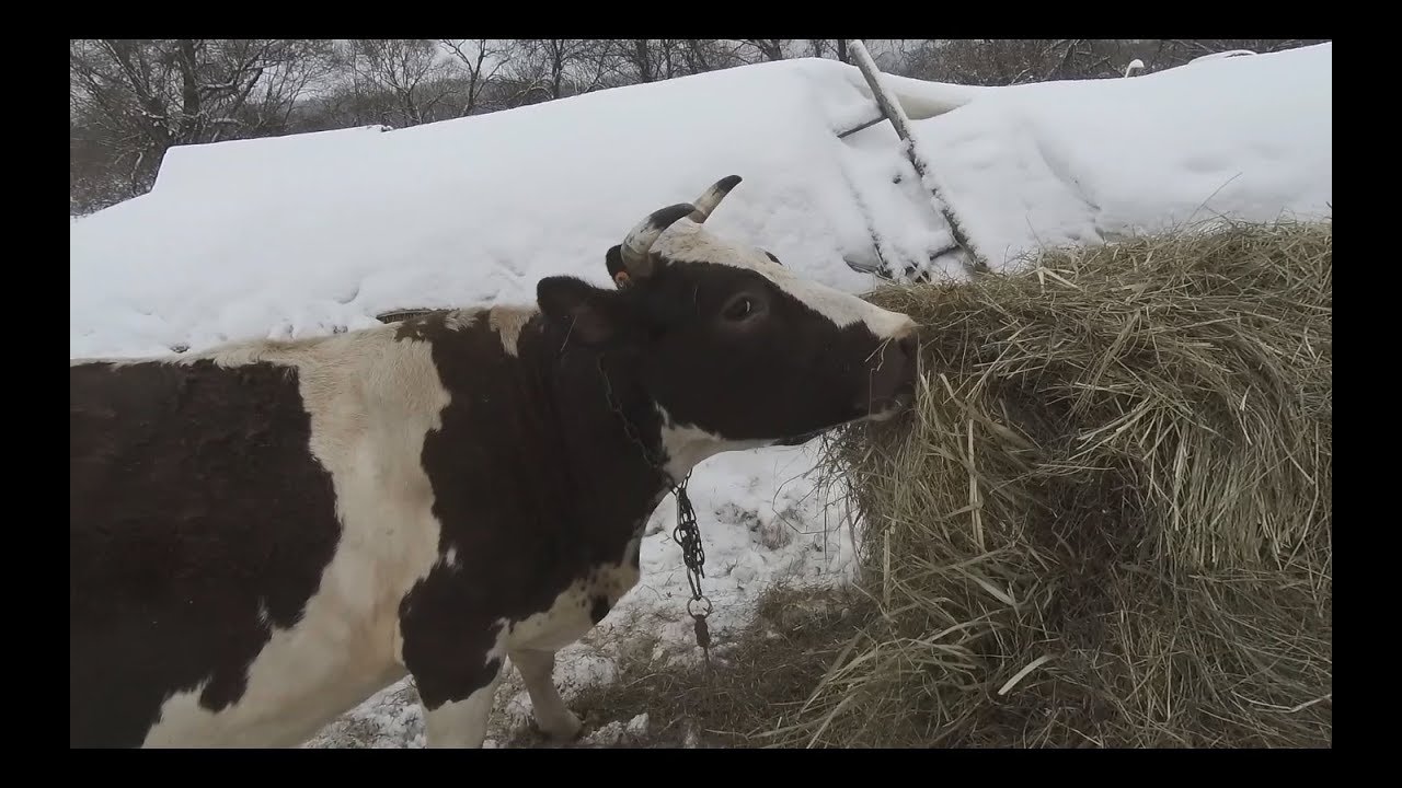 Как определить дату отёла и пол телёнка.