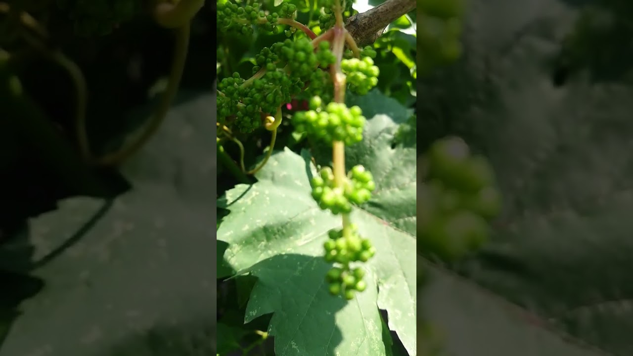 King Ruby Grapes 🍇(@plantshub)