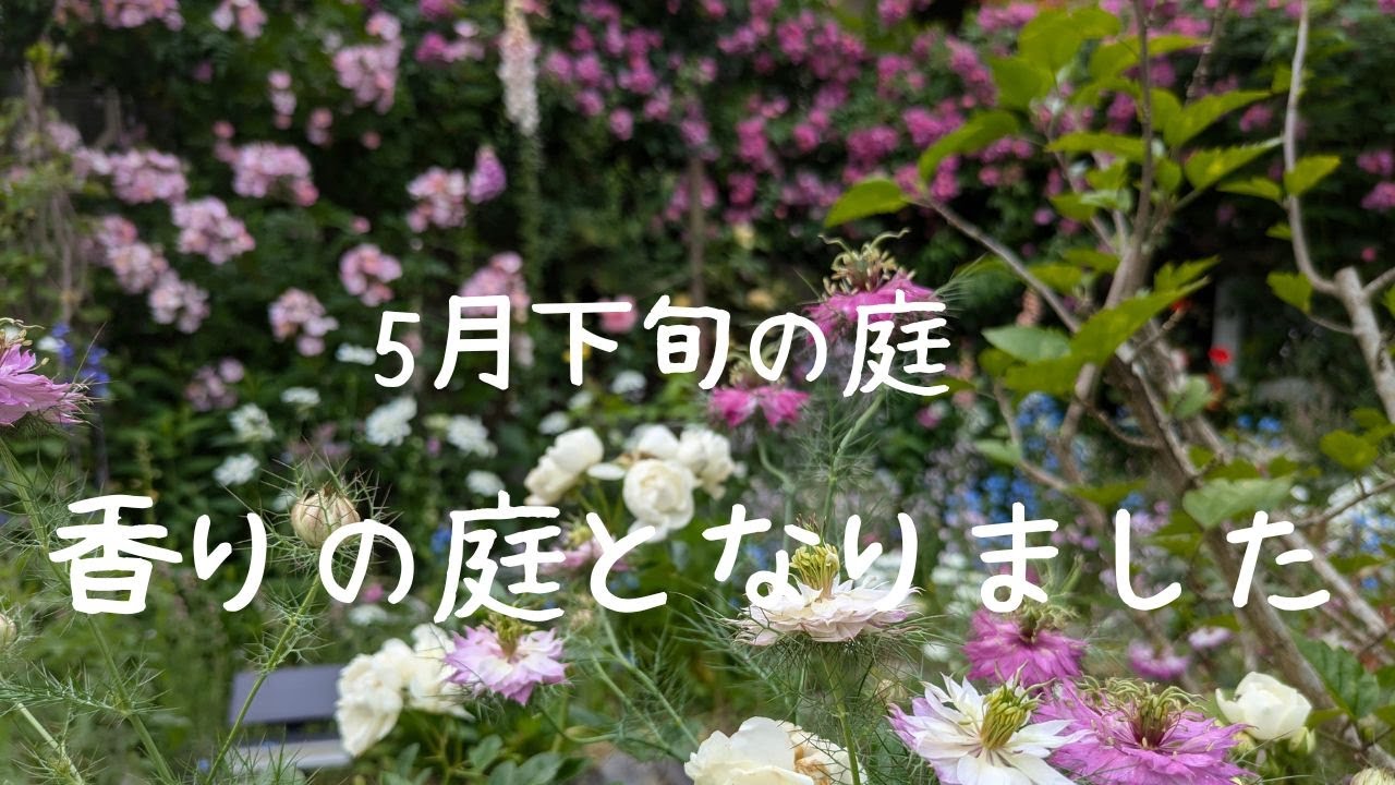 素敵な蝶とミツバチさん/香りに癒される宿根草とバラの庭