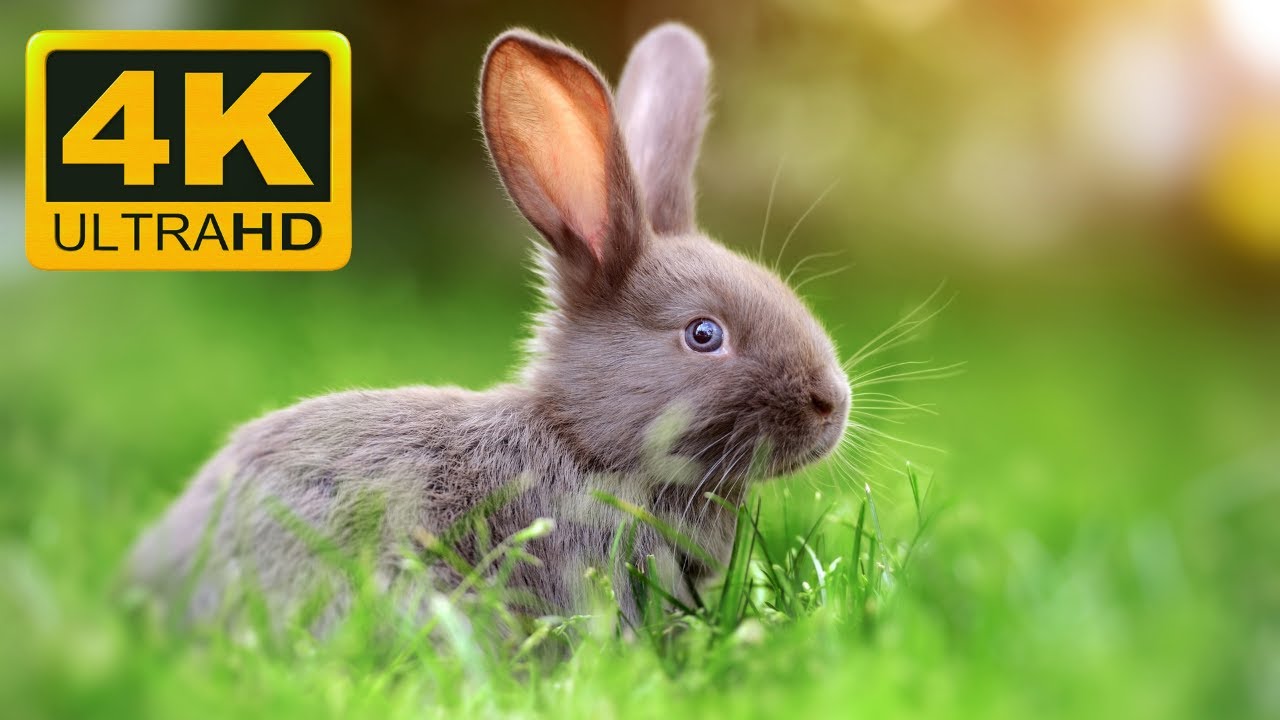Ultimate Cute Rabbit Collection in 4K ULTRA HD