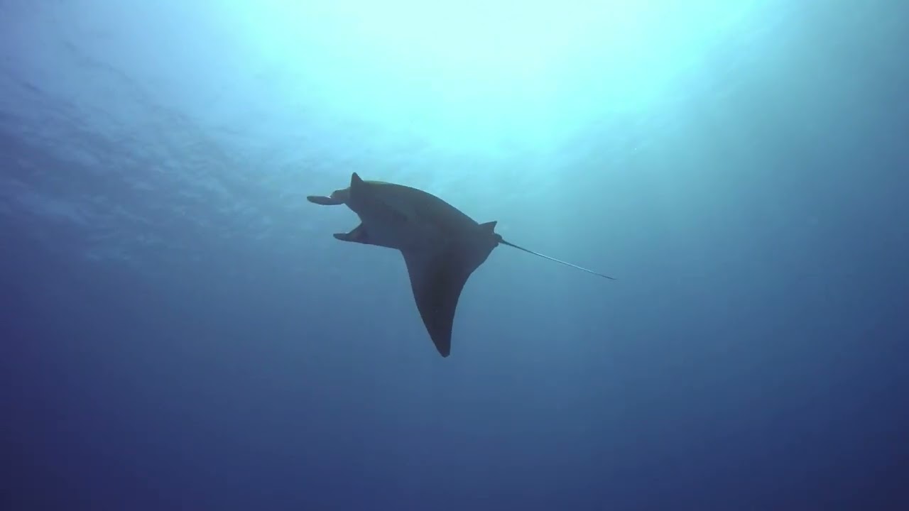 Best of Fury Shoals - Freediving Trip 2023