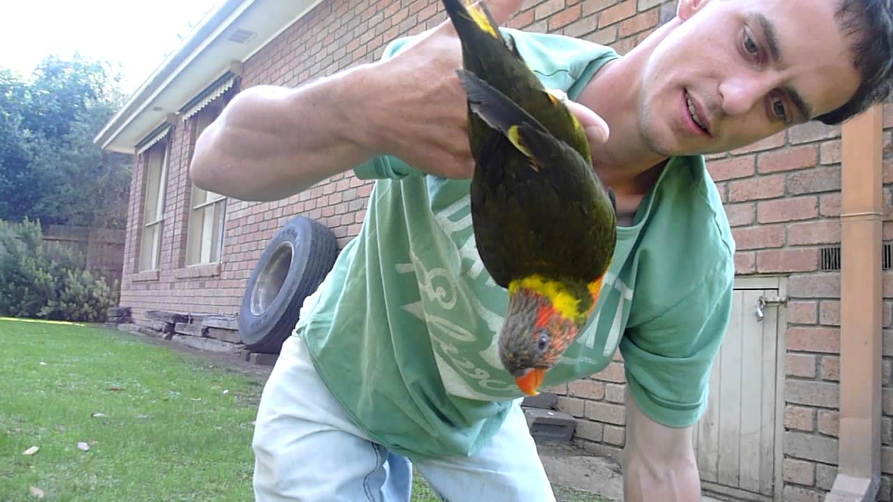 Best talking rainbow lorikeet buddy boy