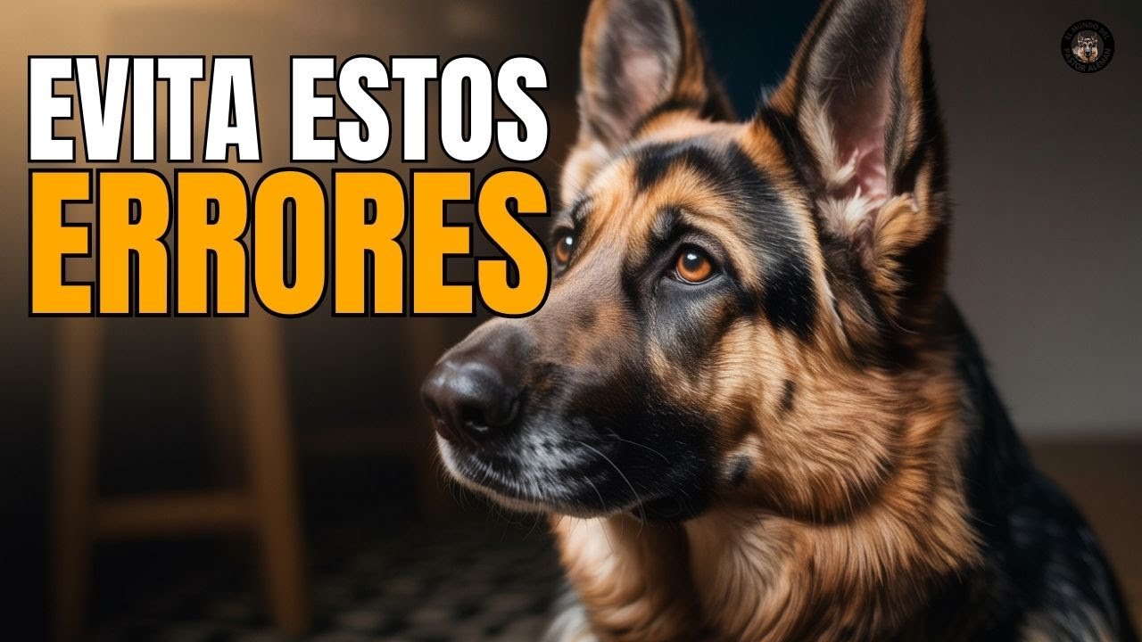 7 COSAS que DEBES EVITAR con tu PASTOR ALEMÁN 🐾