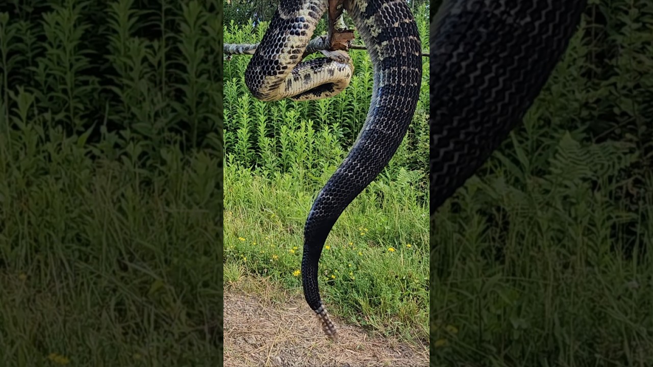 Pennsylvania timber rattlesnake