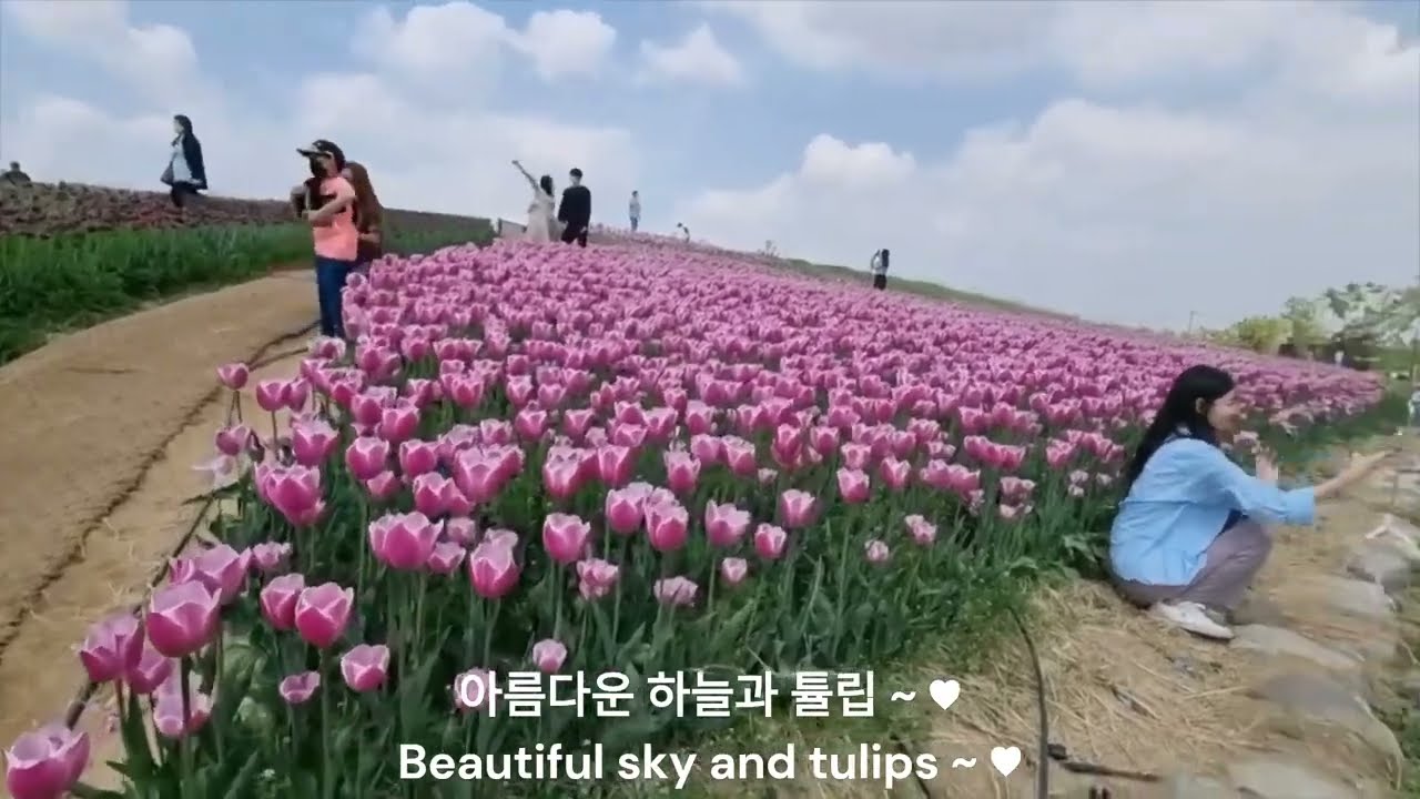 봄님아! 빨리 와라~  찬란한 튤립, 데이지, 백합. Spring! Come quickly~ Tulips, daisies, lilies.
