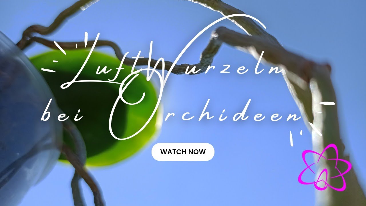 Luftwurzeln bei Orchideen