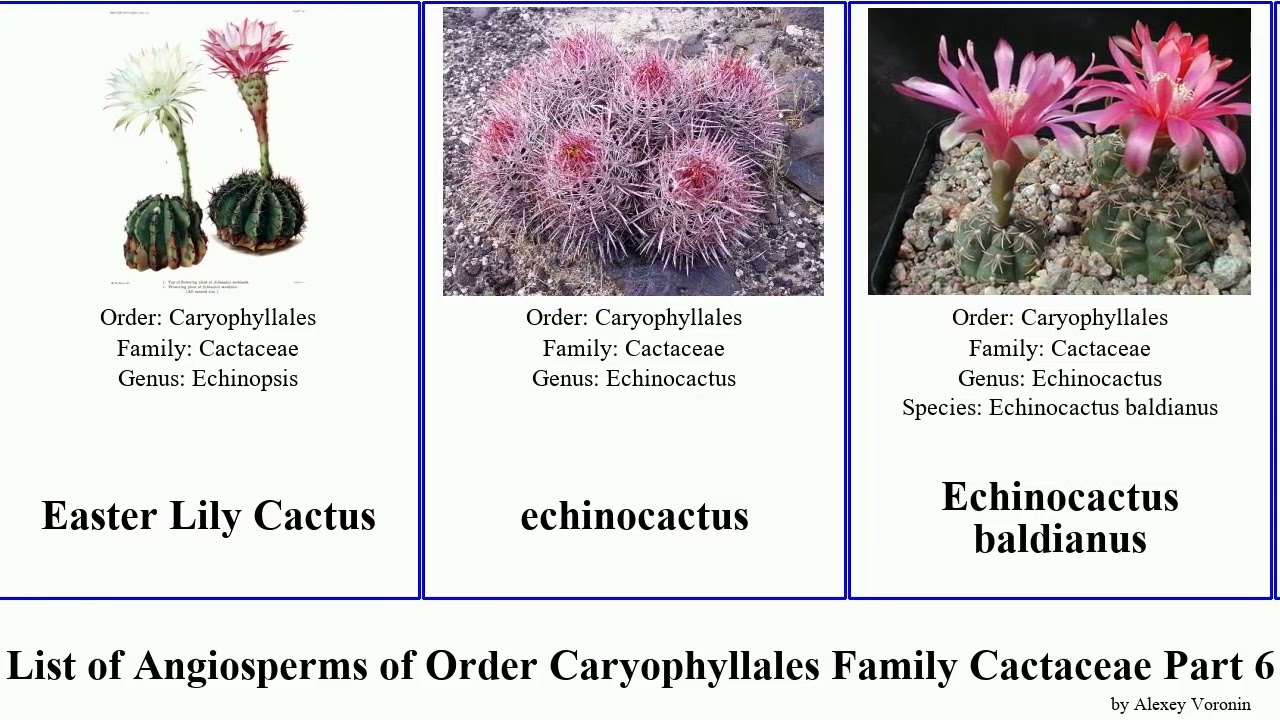 List of Angiosperms of Order Caryophyllales Family Cactaceae Part 6 echinocactus echinocereus tree