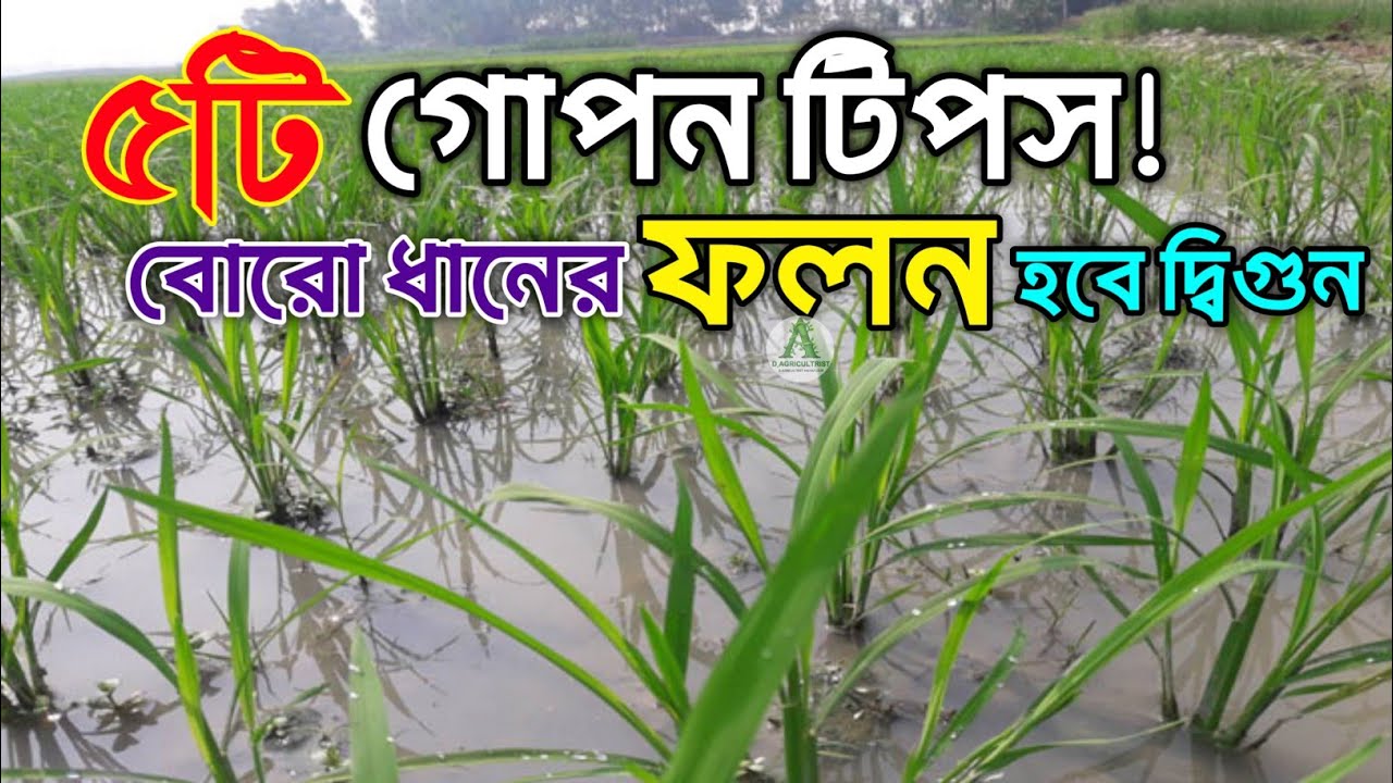 বোরো ধানের ফলন বৃদ্ধির ৫টি গোপন পরিচর্যা | ধানের ফলন বৃদ্ধির গোপন পরিচর্যা |ধানের ফলন বাড়ানোর উপায়