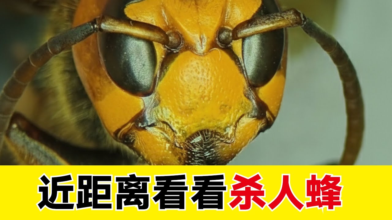 解剖杀人蜂 | 近距离看看杀人蜂为什么这么厉害！#昆虫 #科普 #动物