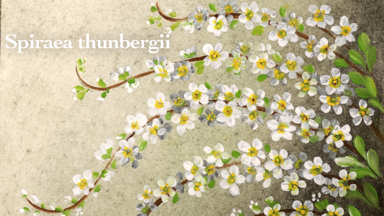Spiraea thunbergii painting in acrylic and oil pastel | white