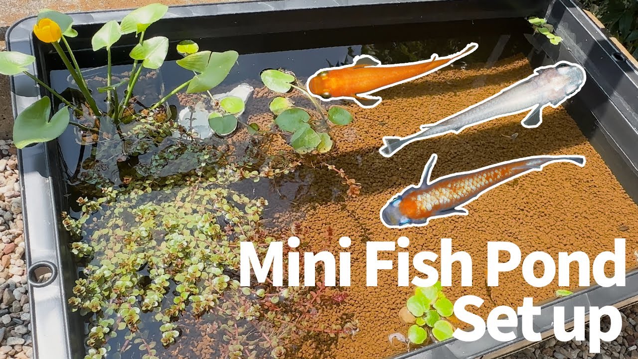 Mini Patio Pond Set Up | Creating a 60L Biotope Tub for Medaka Fish