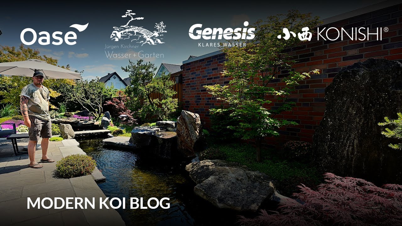 Modern Koi Blog #6069 - Sebastians superschön angelegter Koiteich mit riesiger Flachwasserzone