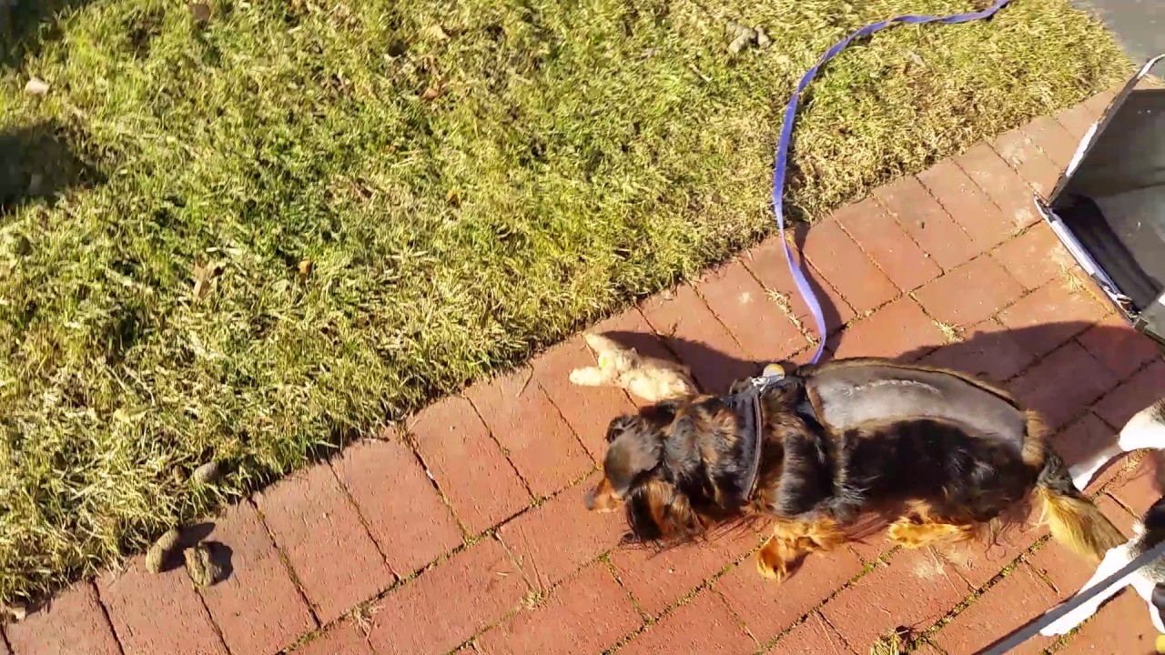 Dachshund,  herniated vertebra disk,  spine surgery, survivor story. Learning to walk again.
