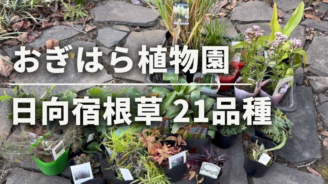 《おぎはら植物園／宿根草21品種》日向むけ宿根草／倒れにくいグラス7品種／秋まで楽しめる品種多め