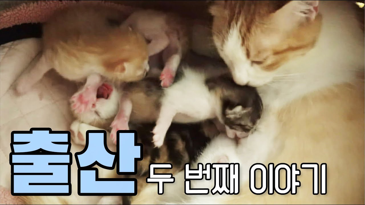 [고양이 임신 출산] 진통 19시간 만에 세상에 나온 새끼 고양이들