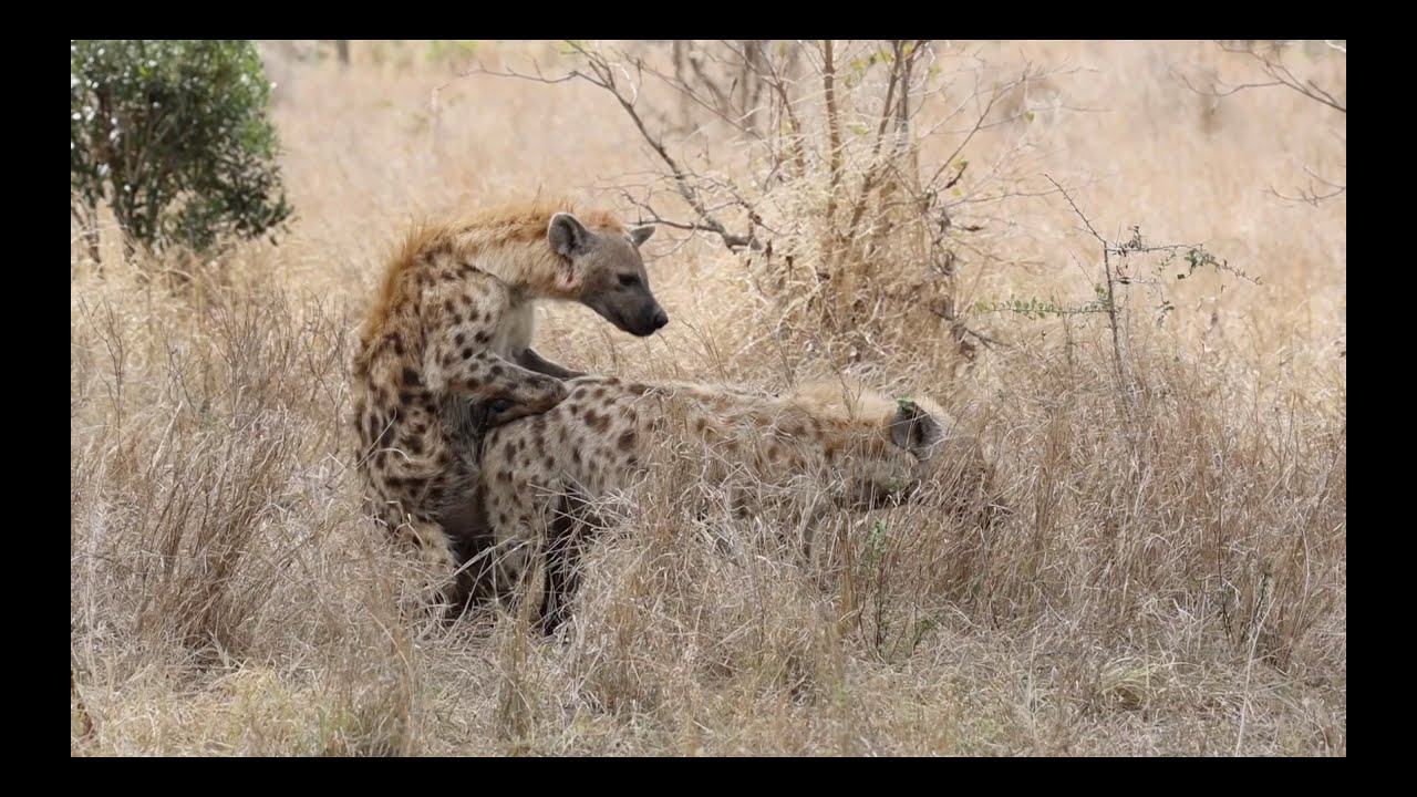 HYENAS mating and LION cubs.