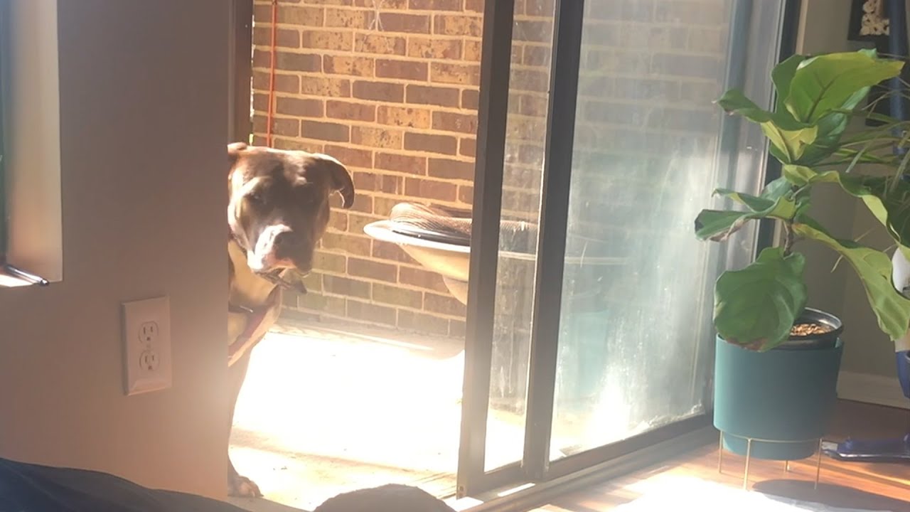 Foster Pittie Wouldn't Trust Anyone Until... | The Dodo