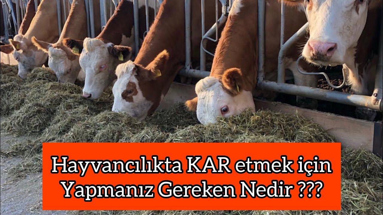 YONCA = HAYVANCILIK’ta KAR #tarım #hayvancılık #kabayem