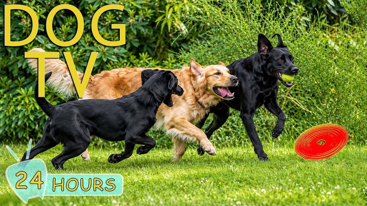 DOG TV: Best Videos to Keep Dogs Entertain All Day When Alone - Collection Soothing Music for Dogs