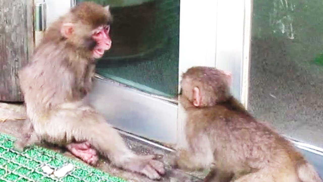 激怒するニーナNina is furious葉ッピー動物園1317 淡路島モンキーセンター 兵庫県