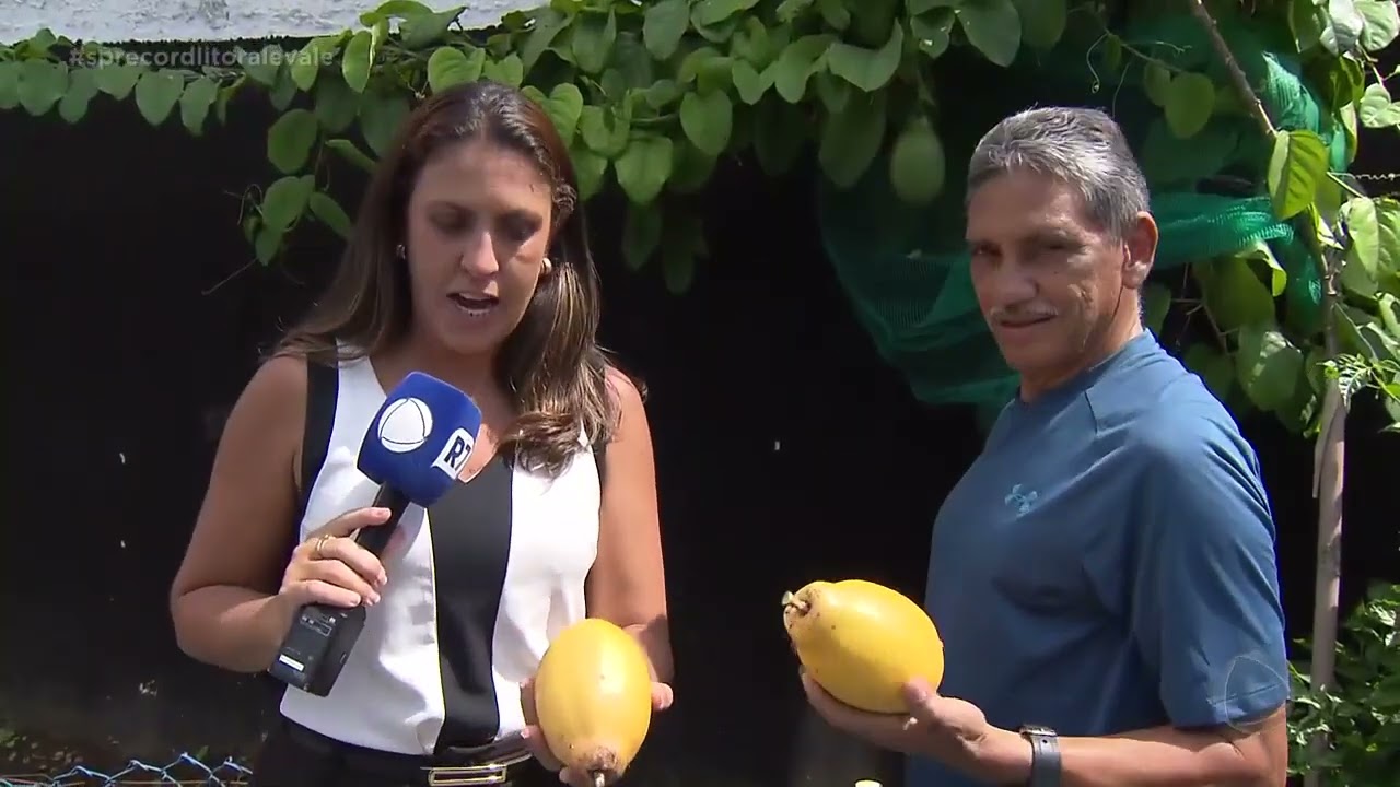 Pomar no meio da cidade de Santos SP cultiva frutas e diversos alimentos