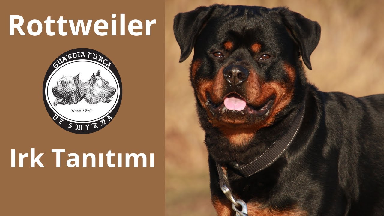 Rottweiler Köpek Irkı Tanıtımı - Macar Rott Nedir?